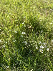 Romulea flava
