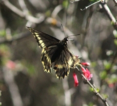 Battus polydamas psittacus