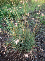 Themeda triandra image