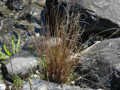Carex buchananii