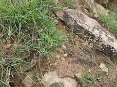 Gypsophila acutifolia