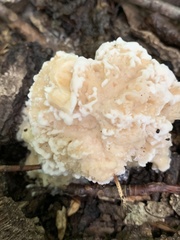 Sparassis spathulata