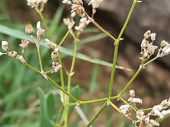 Gypsophila acutifolia
