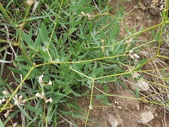 Gypsophila acutifolia