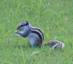 Funambulus pennantii