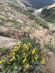 Senecio amplectens