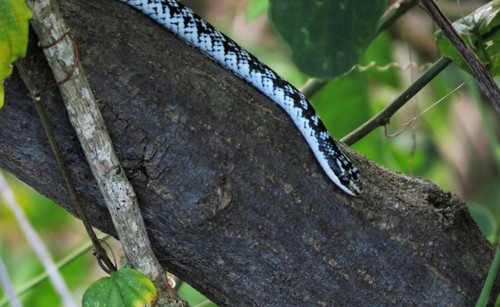 Caraiba andreae