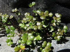 Hydrocotyle sulcata