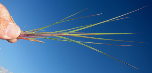 Themeda image