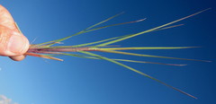 Themeda triandra image