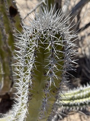 Lophocereus gatesii