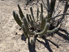 Lophocereus gatesii