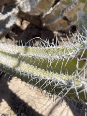 Lophocereus gatesii