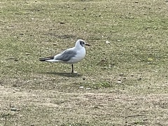 Chroicocephalus ridibundus