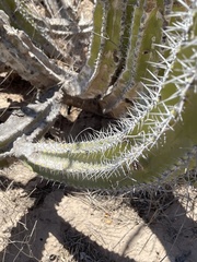 Lophocereus gatesii