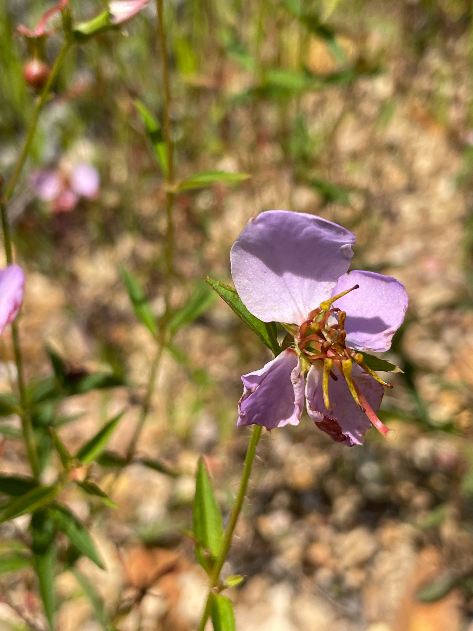 Rhexia mariana var. ventricosa