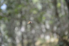 Volucella elegans