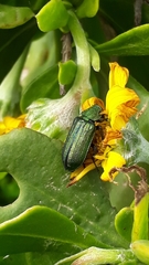 Melyris viridis