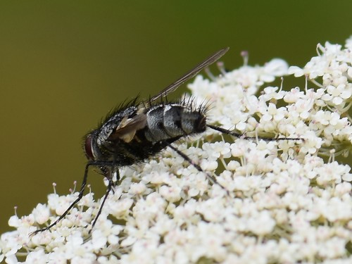 Dinera ferina, Groesbeek, Nederland, photo 3 of 10