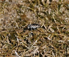 Ellipsoptera sperata