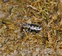 Ellipsoptera sperata