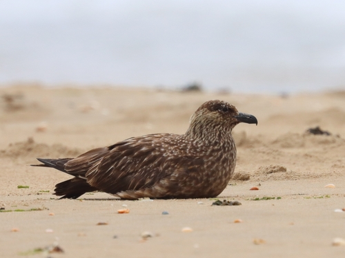 Great Skua