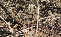 Liolaemus pseudolemniscatus