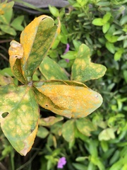 Puccinia