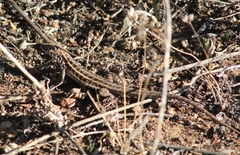 Liolaemus pseudolemniscatus