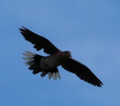 Streptopelia senegalensis