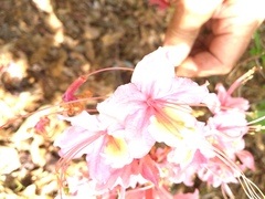 Rhododendron flammeum