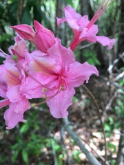 Rhododendron flammeum