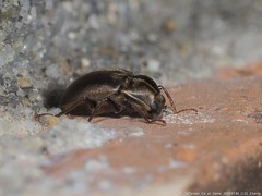 Helichus lithophilus