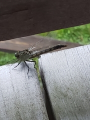 Dromogomphus spinosus