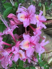 Rhododendron flammeum