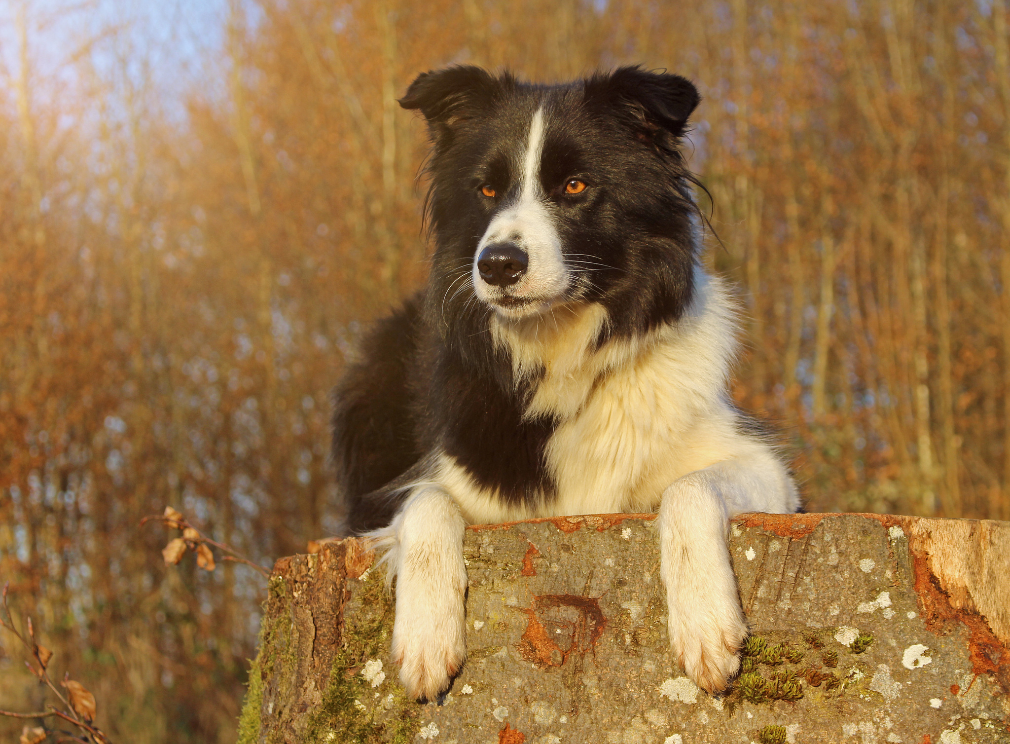 Canis lupus familiaris - Wikipedia