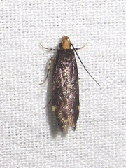 Chionodes hapsus