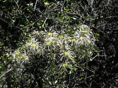 Clematis marata