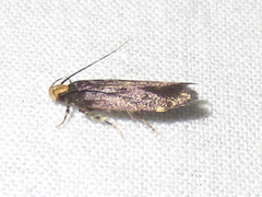 Chionodes hapsus
