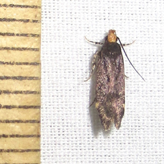 Chionodes hapsus