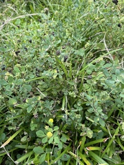Magnoliopsida