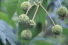 Cephalanthus