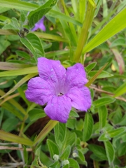 Ruellia lactea