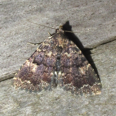 Metalectra miserulata