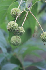 Cephalanthus