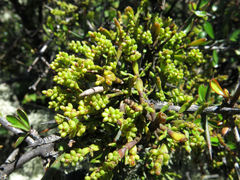 Korthalsella clavata