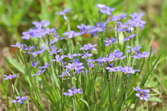 Sisyrinchium chilense