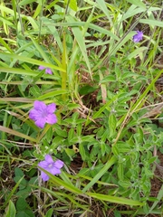Ruellia lactea