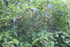 Cephalanthus