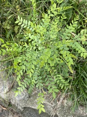 Magnoliopsida